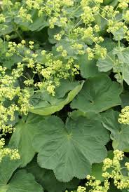 Image result for Alchemilla vulgaris