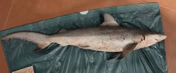 Image result for Carcharhinus brevipinna
