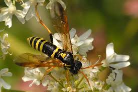 Attēlu rezultāti vaicājumam “Tenthredo scrophulariae larva”