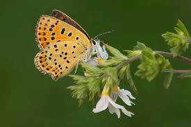 Attēlu rezultāti vaicājumam “Lycaena tityrus female”