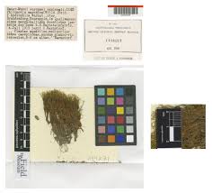 Attēlu rezultāti vaicājumam “Philonotis marchica”