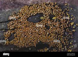 Attēlu rezultāti vaicājumam “Physarum contextum macro”