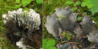 Attēlu rezultāti vaicājumam “Peltigera”