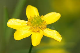 Attēlu rezultāti vaicājumam “Ranunculus flammula bud”