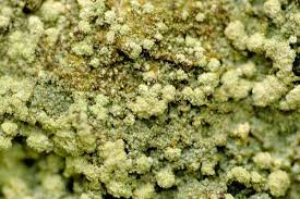 Attēlu rezultāti vaicājumam “Lecanora conizaeoides”