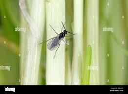 Attēlu rezultāti vaicājumam “Sciaridae”