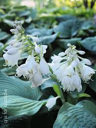 Attēlu rezultāti vaicājumam “Hosta sp. flower”