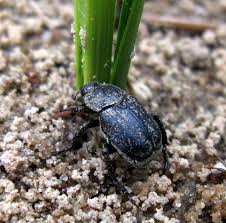 Attēlu rezultāti vaicājumam “Hoplia graminicola”