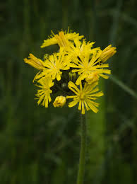 Attēlu rezultāti vaicājumam “Hieracium”