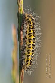 Attēlu rezultāti vaicājumam “Zygaena lonicerae”