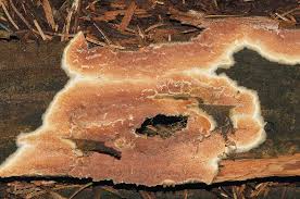 Attēlu rezultāti vaicājumam “Leucogyrophana sororia”