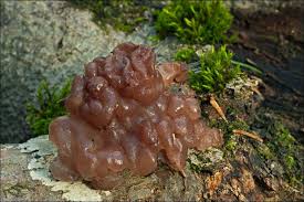 Attēlu rezultāti vaicājumam “Ascotremella faginea”