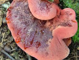 Attēlu rezultāti vaicājumam “Fistulina hepatica”