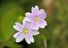 Attēlu rezultāti vaicājumam “Claytonia sibirica flower”