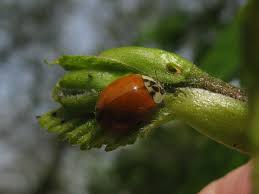 Attēlu rezultāti vaicājumam “Thecabius affinis nymph”