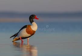 Attēlu rezultāti vaicājumam “Tadorna tadorna male”