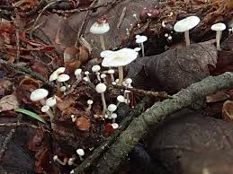 Attēlu rezultāti vaicājumam “Collybia cirrhata”