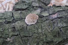 Attēlu rezultāti vaicājumam “Antrodia macra”