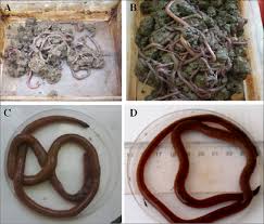 Attēlu rezultāti vaicājumam “Annelides”