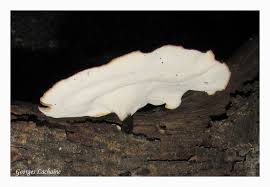 Attēlu rezultāti vaicājumam “Polyporus varius”