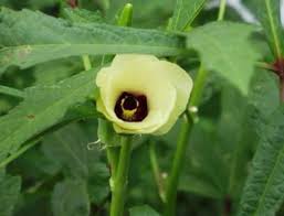 Image result for Abelmoschus moschatus