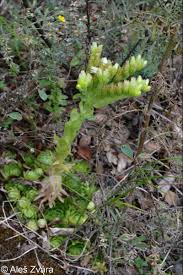 Attēlu rezultāti vaicājumam “Jovibarba globifera flower”