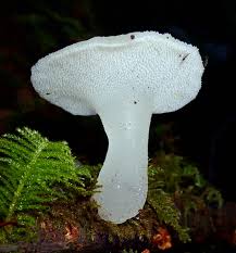 Attēlu rezultāti vaicājumam “Pseudohydnum gelatinosum”