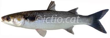 Image result for Chelon ramada