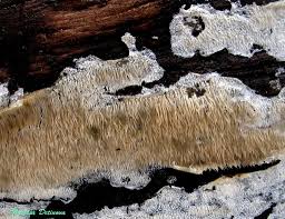 Attēlu rezultāti vaicājumam “Dentipellis fragilis”