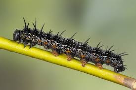 Attēlu rezultāti vaicājumam “Nymphalis xanthomelas underside”