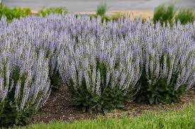Image result for Salvia nemorosa