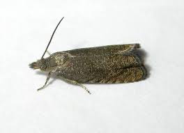 Attēlu rezultāti vaicājumam “Dichrorampha simpliciana”