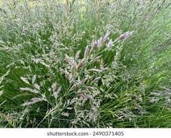 Attēlu rezultāti vaicājumam “Festuca rubra subsp. rubra leaf”