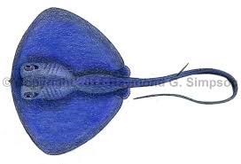 Image result for Pteroplatytrygon violacea