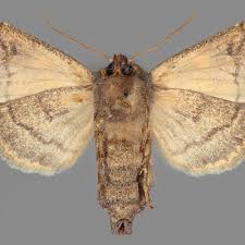 Attēlu rezultāti vaicājumam “Gortyna flavago”