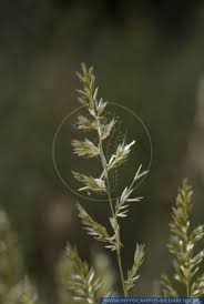 Attēlu rezultāti vaicājumam “Koeleria glauca flower”