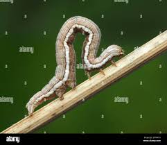 Attēlu rezultāti vaicājumam “Callistege mi”