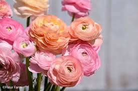 Attēlu rezultāti vaicājumam “Ranunculus mendax flower”