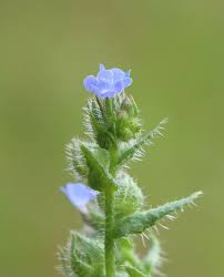 Attēlu rezultāti vaicājumam “Anchusa arvensis flower”