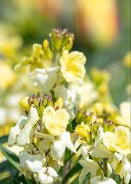 Image result for Cheiranthus cheiri