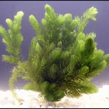 「金魚藻」的圖片搜尋結果