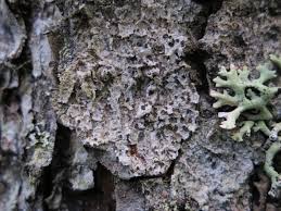 Attēlu rezultāti vaicājumam “Arthonia leucopellaea”