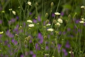 Image result for Scabiosa ochroleuca