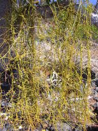 Attēlu rezultāti vaicājumam “Chara filiformis”