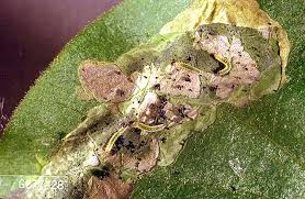 Attēlu rezultāti vaicājumam “Gracillaria syringella larva”