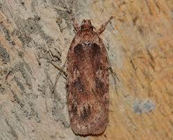 Attēlu rezultāti vaicājumam “Agonopterix ciliella”