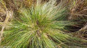 Attēlu rezultāti vaicājumam “Carex appropinquata”