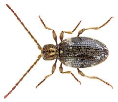 Attēlu rezultāti vaicājumam “Ptinus sp.”