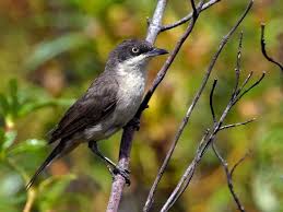 Image result for Sylvia hortensis