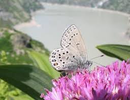 Attēlu rezultāti vaicājumam “Vacciniina optilete underside”